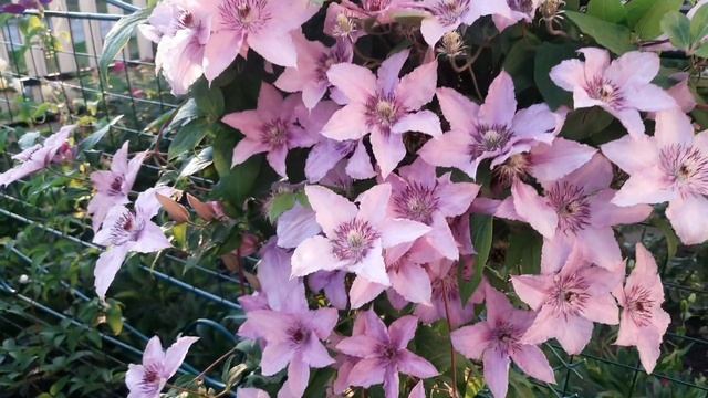 ЧТОБЫ ВАШИ КЛЕМАТИСЫ РАДОВАЛИ ВАС ПЫШНЫМ ЦВЕТЕНИЕ , ПОДКОРМИТЕ ИХ В ИЮЛЕ. смотреть онлайн