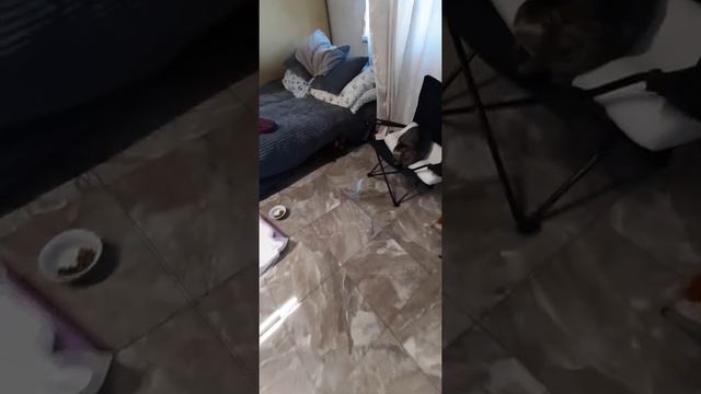 Тойка, мини доберман, огромная собака, замучала кота. смотреть онлайн