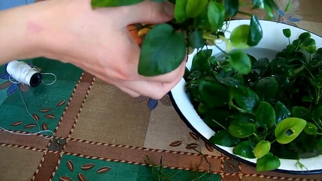 Все про Анубиас Нана (Anubias nana). смотреть онлайн