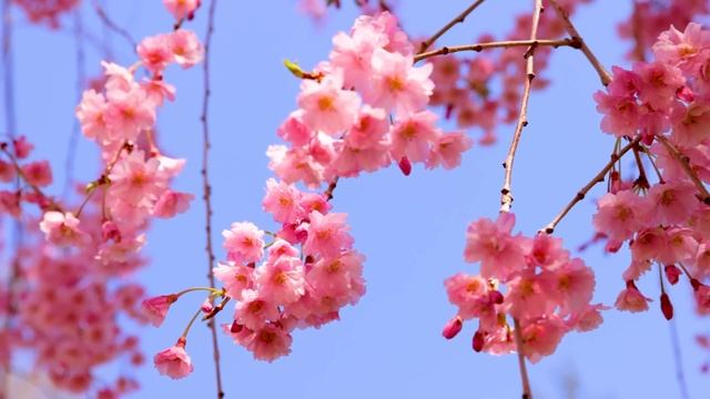 Flower World 4K • Relaxation Film - Peaceful Relaxing Music - Nature 4k Video UltraHD