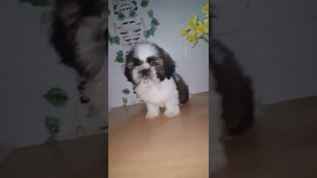 Мини мальчик ши-тцу смотреть онлайн