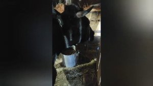 Панос у коровы. Что делать?  Лечение паноса у КРС.