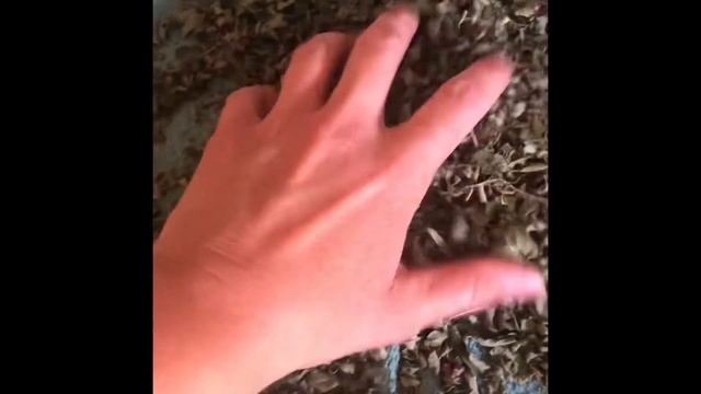 How to dry and use Oregano from the Homestead Garden смотреть онлайн