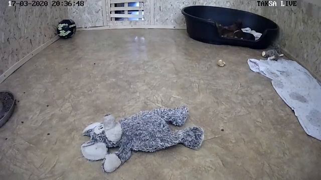 Питомник Я Такса смотреть онлайн