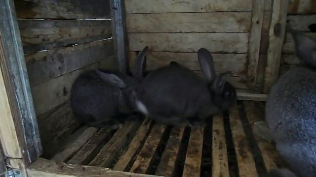 Можно ли кроликам свиной комбикорм - КРОЛИКОВОДСТВО смотреть онлайн