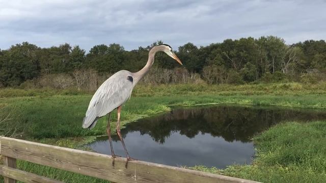 Большая голубая цапля (Ardea Herodias)Great Blue Heron