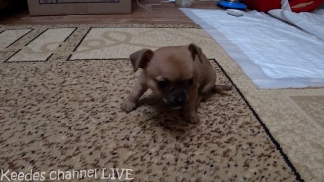 Самый маленький щенок в мире! Щенки Гаффи готовятся к взрослой жизни смотреть онлайн