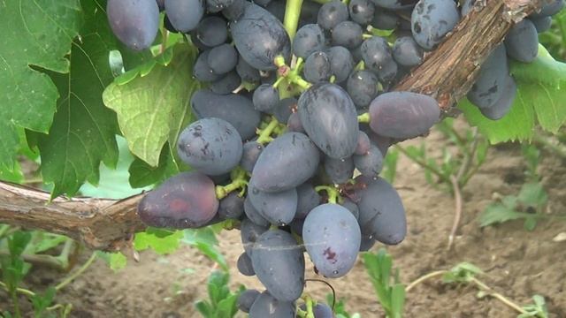 академик авидзба смотреть онлайн