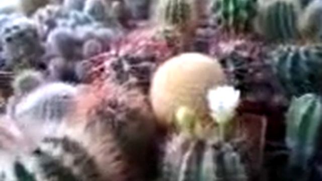 Кактусы на подоконнике смотреть онлайн
