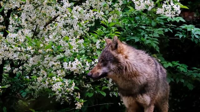 Сказка о лисе и волке. Стихотворение. Автор Ефанова Ирина. смотреть онлайн