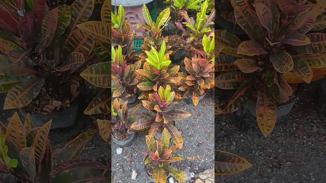 SAN FRANCISCO PLANT#short смотреть онлайн