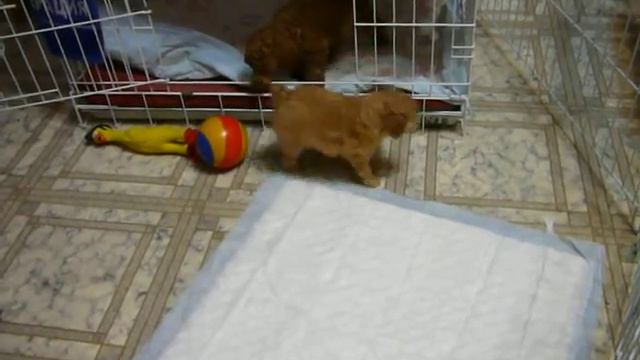 щенок той пуделя, абрикосовая девочка смотреть онлайн