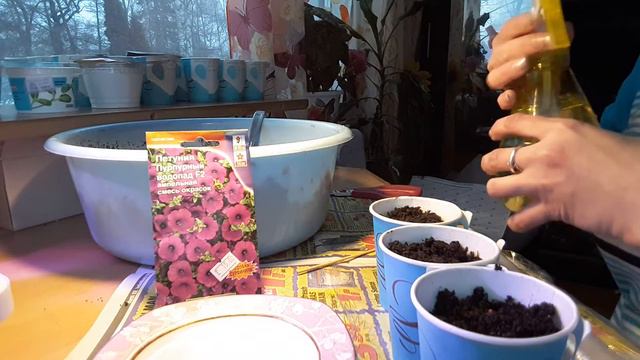 Как и когда посадить петунию смотреть онлайн