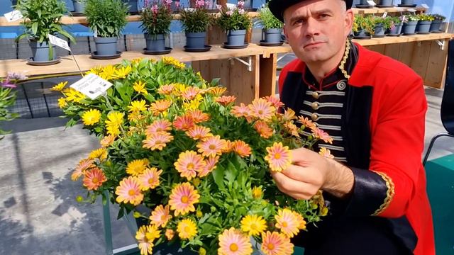 Danziger Flower Trials 2022 | Annuals & Perennials