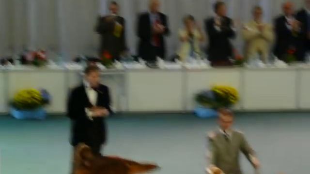 BEST IN SHOW WORLD DOG SHOW 2009 - Pies Faraona смотреть онлайн