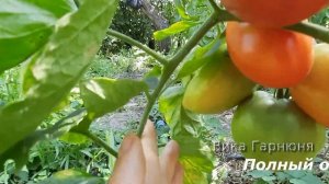 томат Де Барао красный гигант