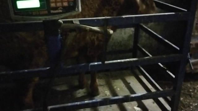 Гиссарский баранчик Грубого типа от Слона завтра будет 3 месяца живой вес 58 кг.( 13.06.2023 г.) смотреть онлайн