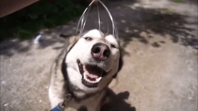 Удивительные хаски / Fanny haskys смотреть онлайн