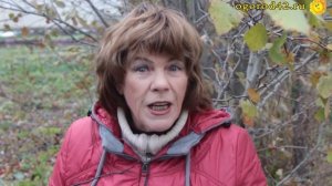 Боярышник Арнольда на садовом участке: польза и красота