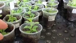 Подкормка черенков петунии,калибрахоа.