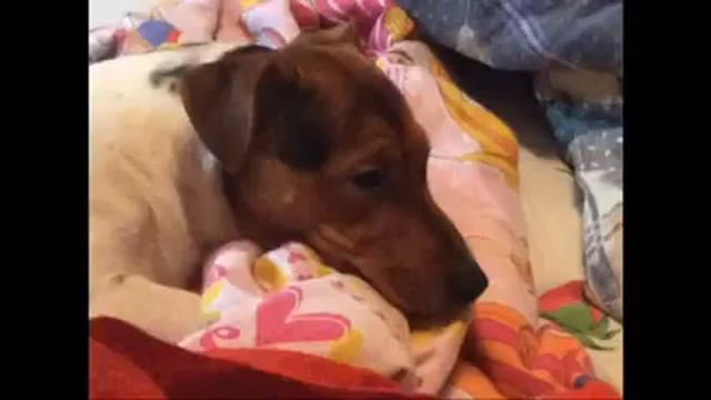 мои Джеки Расселы Терьеры!:-) смотреть онлайн