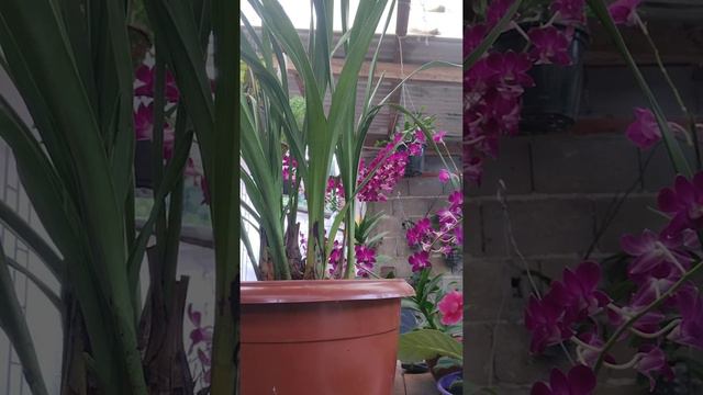 Replantando minha orquídea cymbidium fácil fácil o replante dela🌺 смотреть онлайн