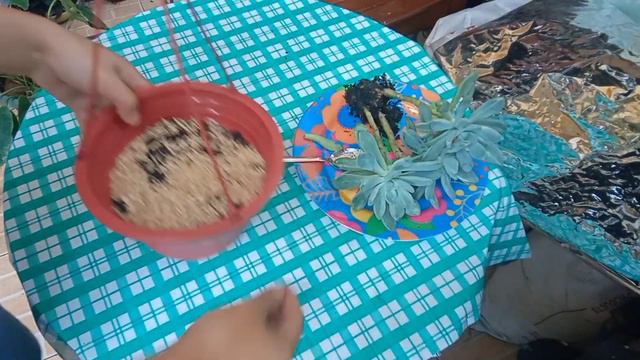 #033 Graptophytum Supreme Variegated/ Variegated Pachythoides