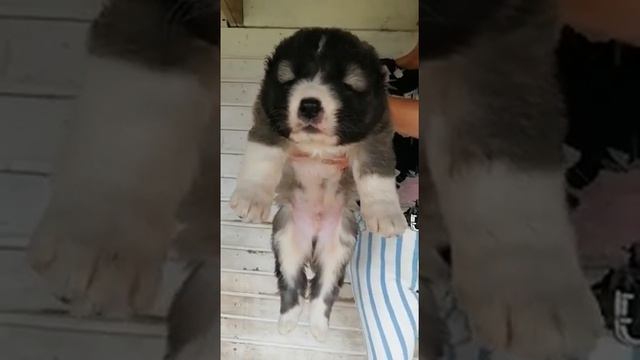 щенки Кавказской овчарки один месяц смотреть онлайн