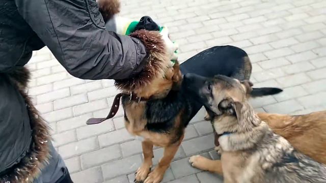 Адель и щенки апрель 19. Кожуховский приют смотреть онлайн