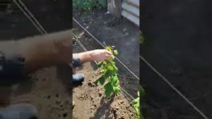 Клубника «Всемирный дебют» 14.10.2019г.