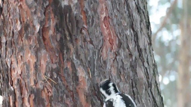 Как отличить самку дятла от самца, Трехпалый дятел смотреть онлайн