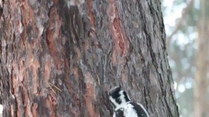 Как отличить самку дятла от самца, Трехпалый дятел