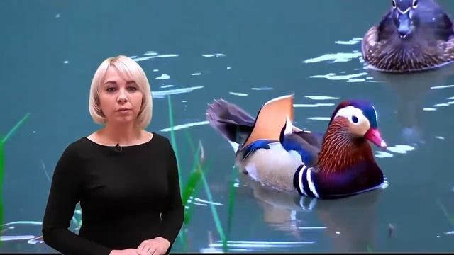 Утка-мандаринка смотреть онлайн