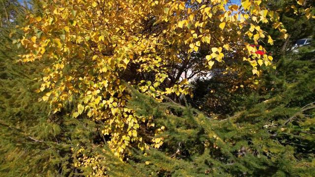 Прогулка по Петропавловску. 05.10.21 смотреть онлайн