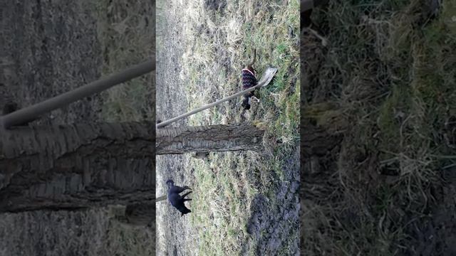 Кот из концлагеря вышел гулять первый раз. смотреть онлайн