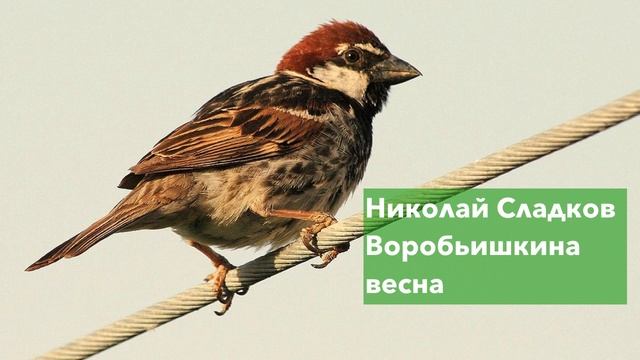 Аудиосказка для детей "Воробьишкина весна" смотреть онлайн