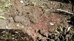 Лук шалот из семян. Сорт Монастырский. Май 2021г