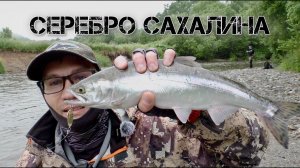 Серебро Сахалина, Горбуша 2024