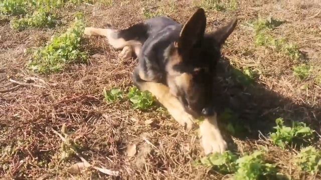 Влог :Купили Дом на Юге /Жизнь в Селе /Приходил Инженер, сделал замеры участка /Всё решили смотреть онлайн