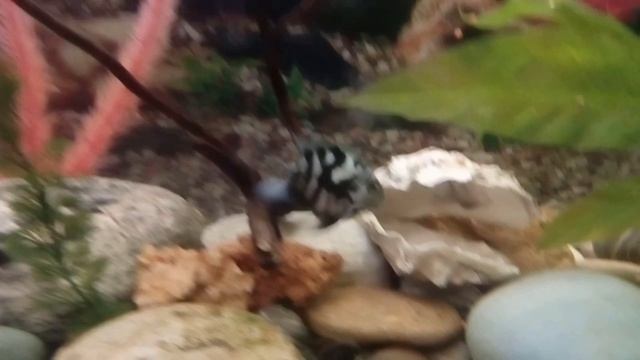 Голубой тигровый попугай и красный попугай отложили икру! Смотрим, что получилось. смотреть онлайн