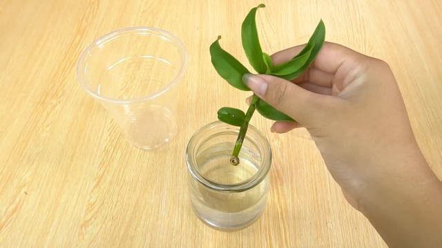 Just one garlic, your orchid blooms continuously for 6 months смотреть онлайн