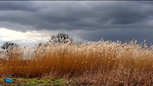 ? Relaxing Windy Nature Sound Atmospheres - Nature Sounds, Bird Song For Stress Relief смотреть онлайн