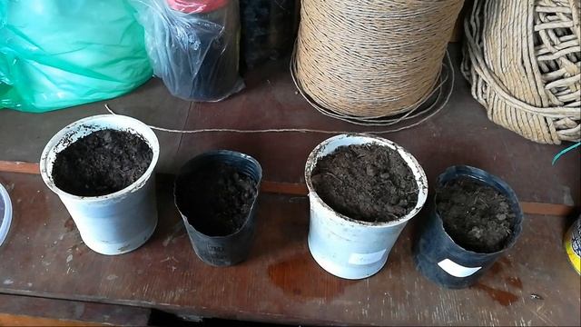 Апрельская Дача. Как вырастить ОГУРЦЫ?!  Бомбический завтрак за 5 минут.