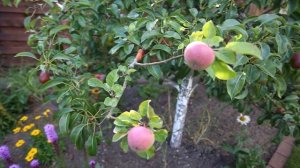 Прививка яблони на грушу.