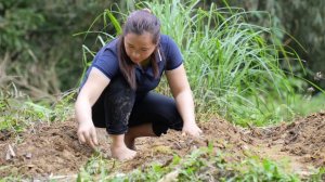 Harvest & cook sweet potatoes for pet, pigs eat - farming, animal | ly thi ca