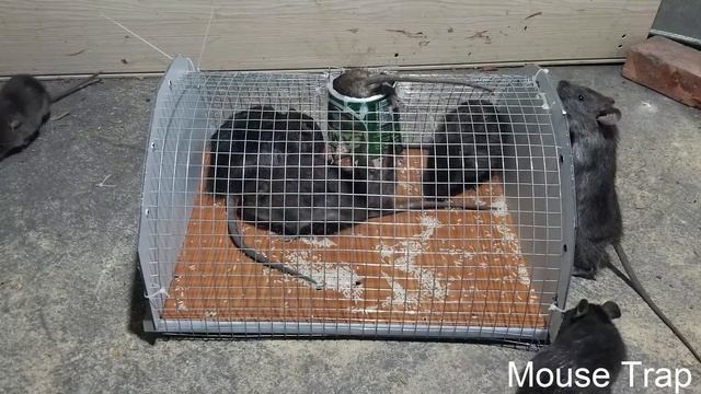 चूहादानी /Easily create the best mousetrap/best mouse trap/Saving 10 Mice/Mouse trap/Rat trap смотреть онлайн
