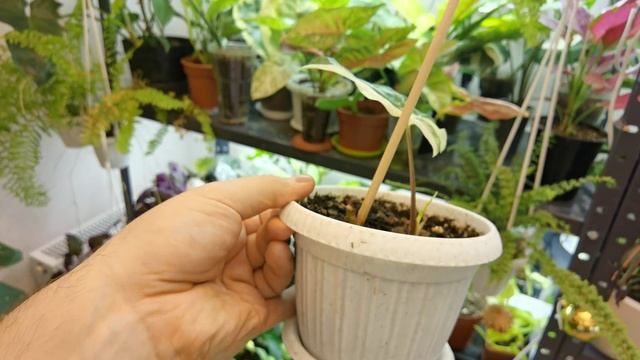 Обзор НОВОЙ Оранжереи и Глобальные изменения//Mars-Hydro смотреть онлайн