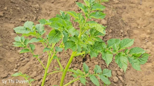 A Complete 30-day Journey With Mother: Overcoming Challenges And Building A New Life| Ly Thi Duyen