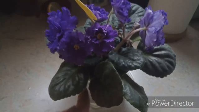 Сорт фиалки ДЕО-Синева смотреть онлайн