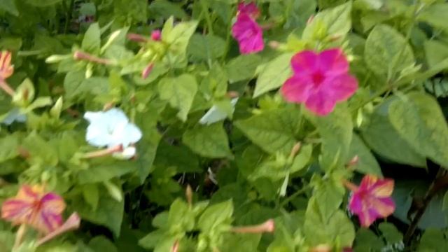 Мирабилис ялапа (Mirabilis Jalapa).